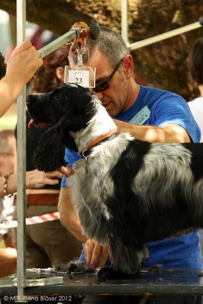 2012-07-01 B & B - Bedlington & Bichon Fun Day (88)_1000x1500.jpg
